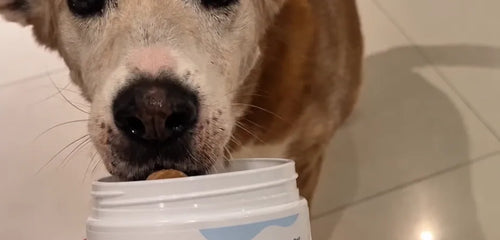 Dein Hund steht anders auf als früher, das kannst du jetzt tun