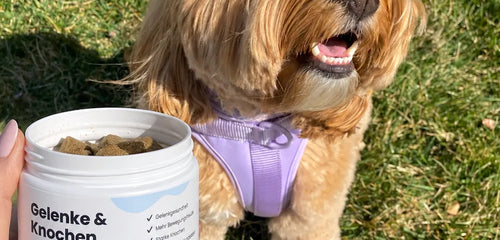 5 Gründe, warum dein Hund tägliche Gelenkunterstützung braucht