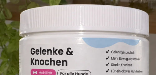 Ab 8 Jahren verändert sich viel, so bleibt dein Senior beweglich