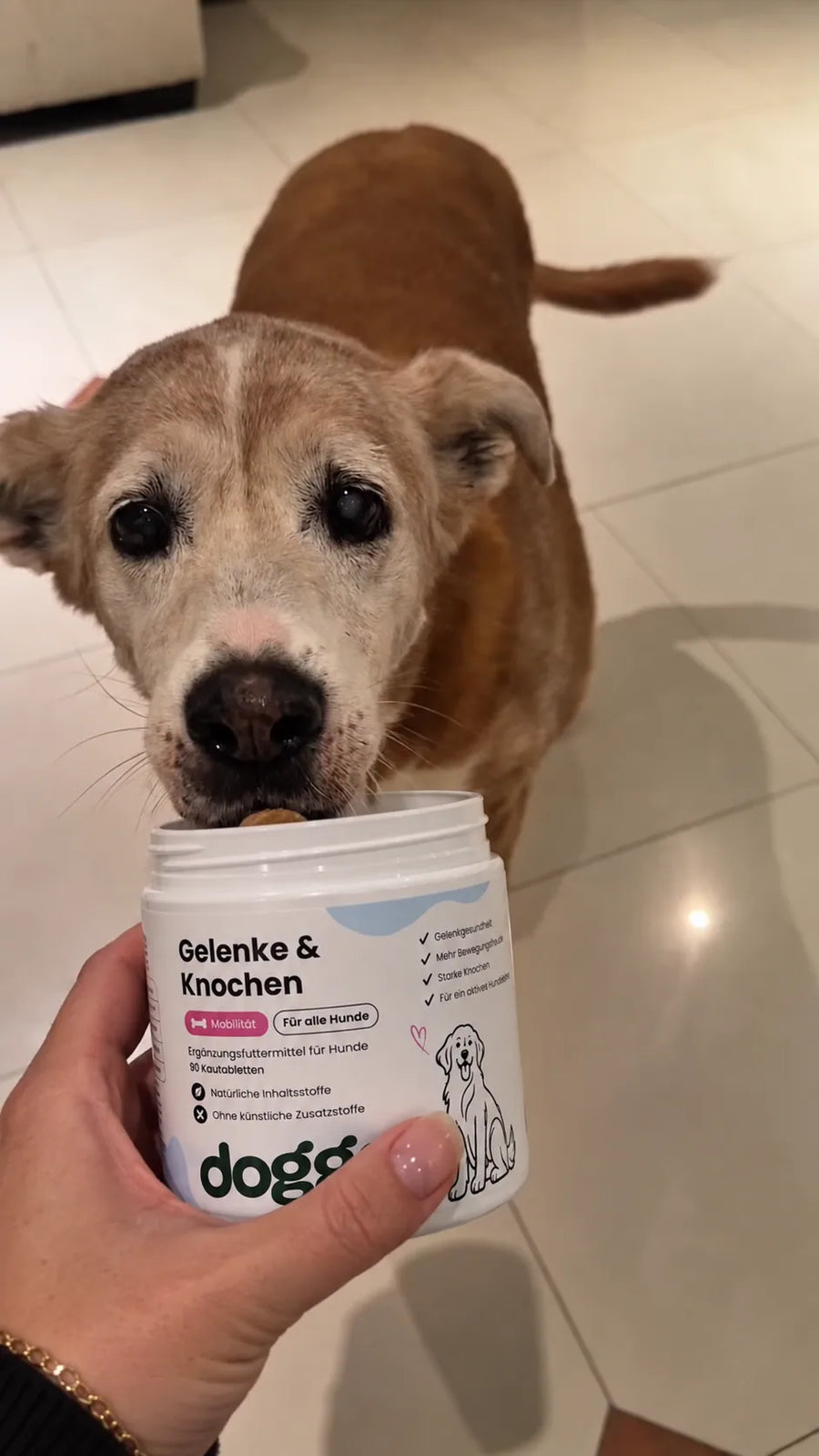 Dein Hund steht anders auf als früher, das kannst du jetzt tun