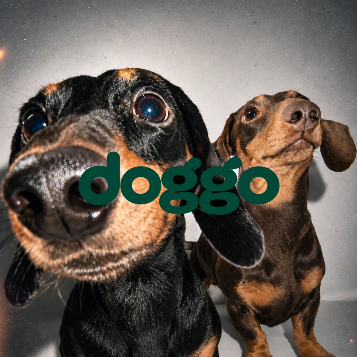 DOGGO Gelenke & Knochen Kautabletten für Hunde