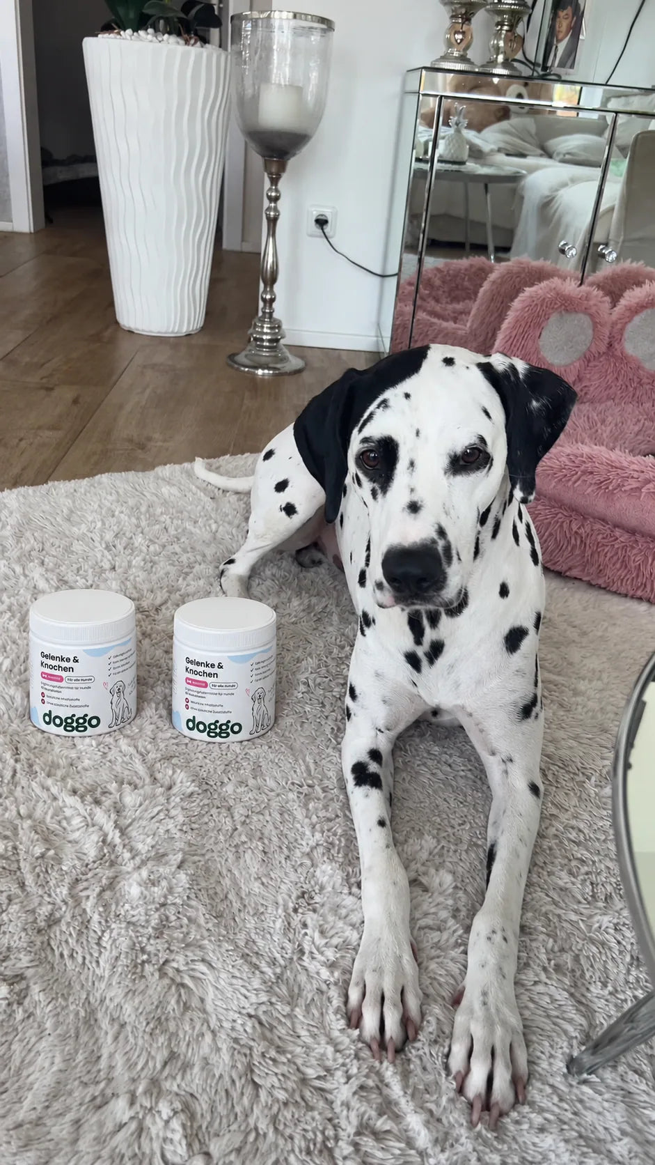 Hund aus der DOGGO Community