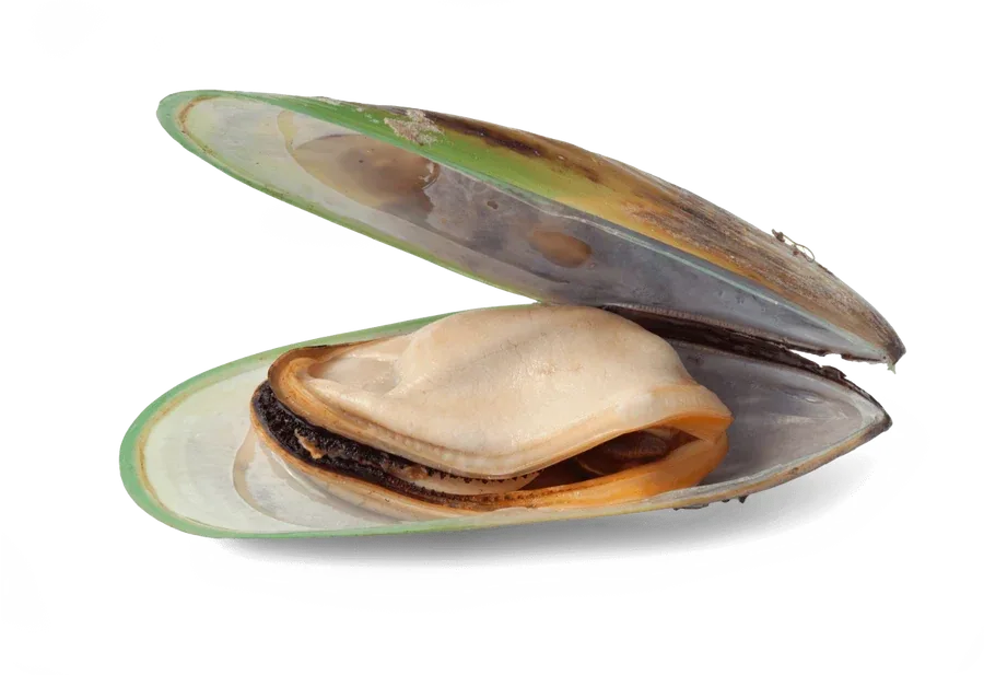 Grünlippmuschel